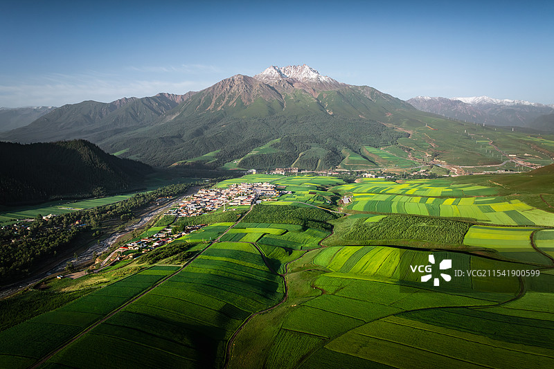 青海祁连县祁连山脉阿咪东索油菜花田航拍自然风光图片素材