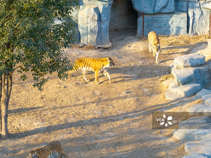 周口市川汇区北环路周口森林野生动物园老虎东北虎图片素材