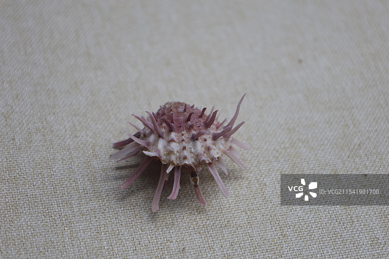 海南三亚，砗磲，游船码头，三亚河，凤凰岛，白鹭公园，红土地，夜景，吉阳大路，夕阳，热带植物图片素材