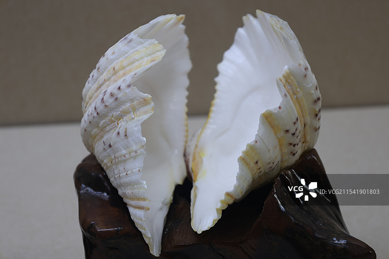 海南三亚，砗磲，游船码头，三亚河，凤凰岛，白鹭公园，红土地，夜景，吉阳大路，夕阳，热带植物图片素材