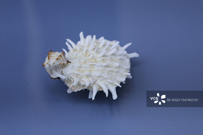 海南三亚，砗磲，游船码头，三亚河，凤凰岛，白鹭公园，红土地，夜景，吉阳大路，夕阳，热带植物图片素材