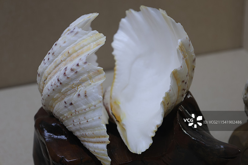 海南三亚，砗磲，游船码头，三亚河，凤凰岛，白鹭公园，红土地，夜景，吉阳大路，夕阳，热带植物图片素材