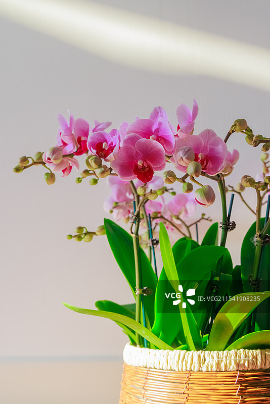 阳光下的蝴蝶兰盆景摆件图片素材