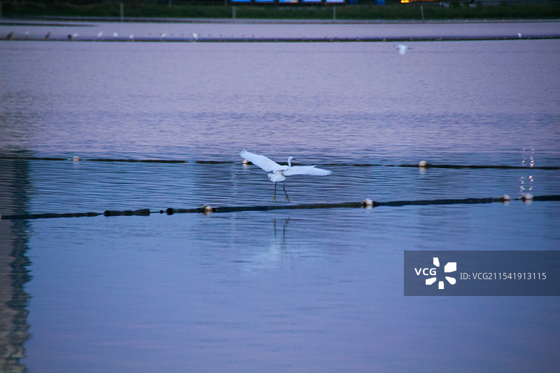 水面水鸟飞翔争夺捕食图片素材