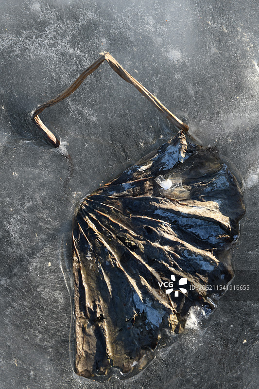 寒冬冰面上的残荷图片素材