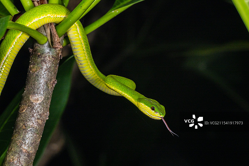 竹叶青蛇图片素材