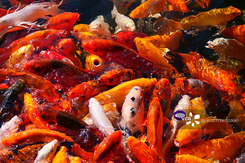 跃出水的锦鲤鱼群图片素材