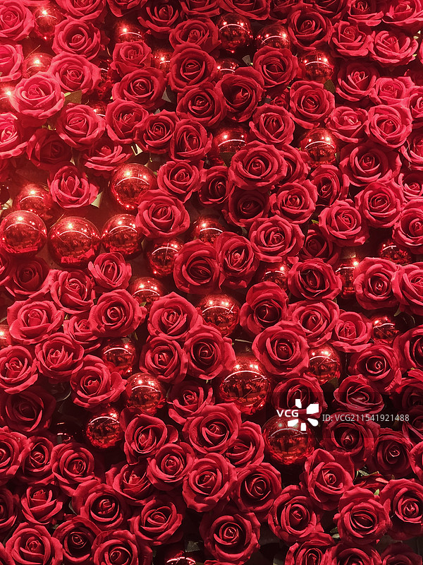 玫瑰花墙图片素材