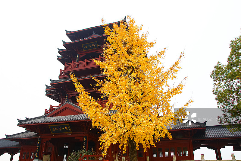 金秋时节古建筑下的银杏树图片素材