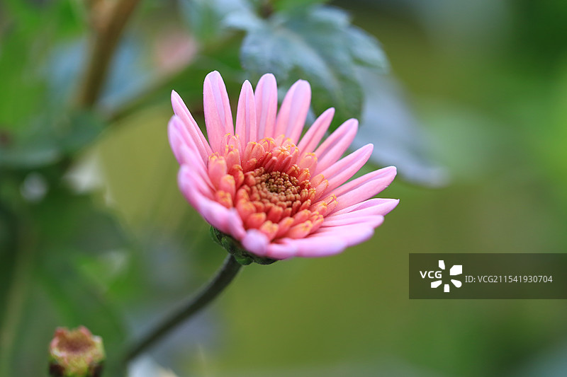 冬天的粉色小菊花图片素材