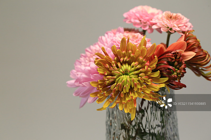 冬天的粉色小菊花图片素材