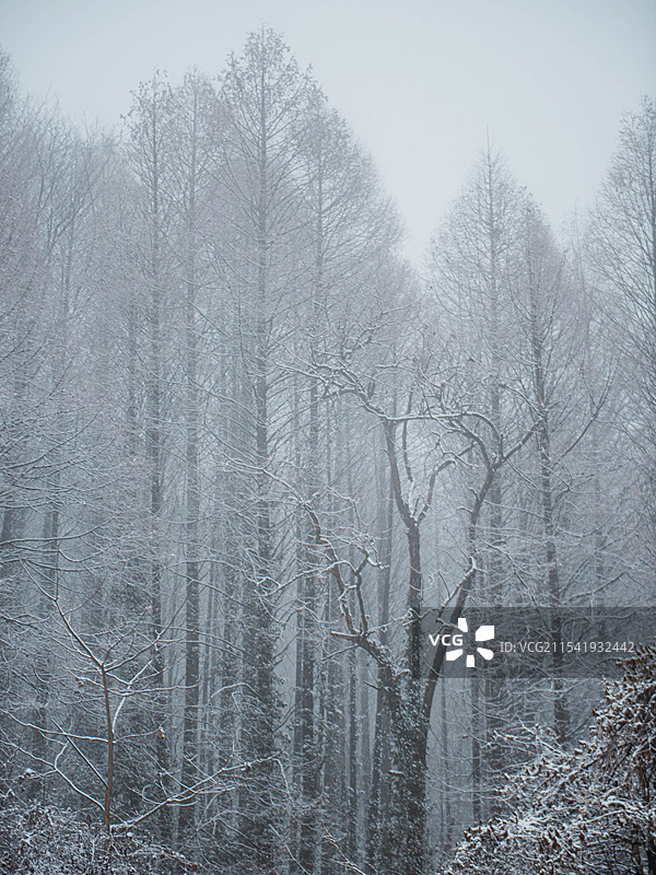 成都天国寺的雪景图片素材