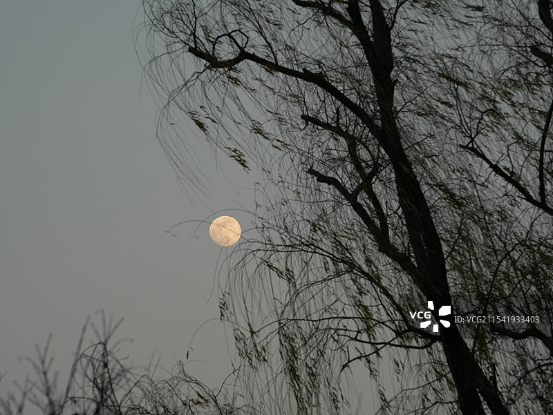 西湖的杨柳和月亮图片素材