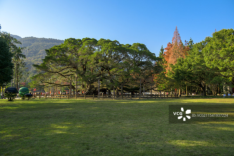 福建福州森林公园大榕树图片素材