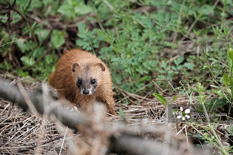 黄鼠狼图片素材