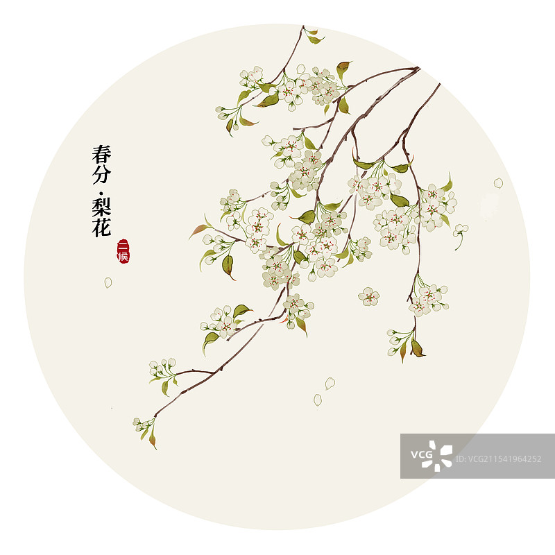 二十四番花信风春分二候梨花图片素材