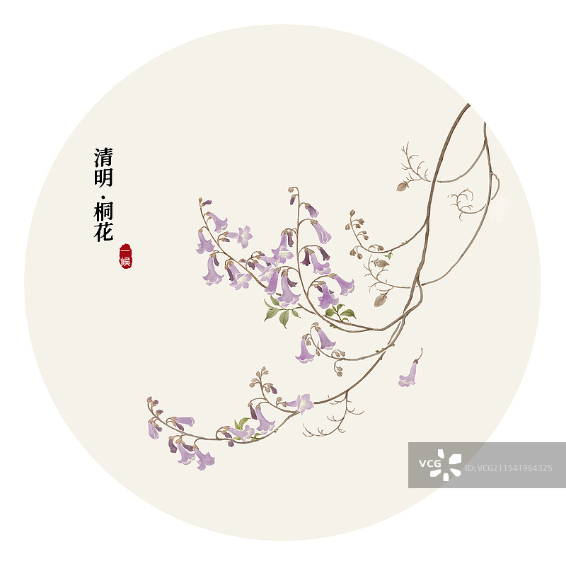 二十四番花信风清明一候桐花图片素材