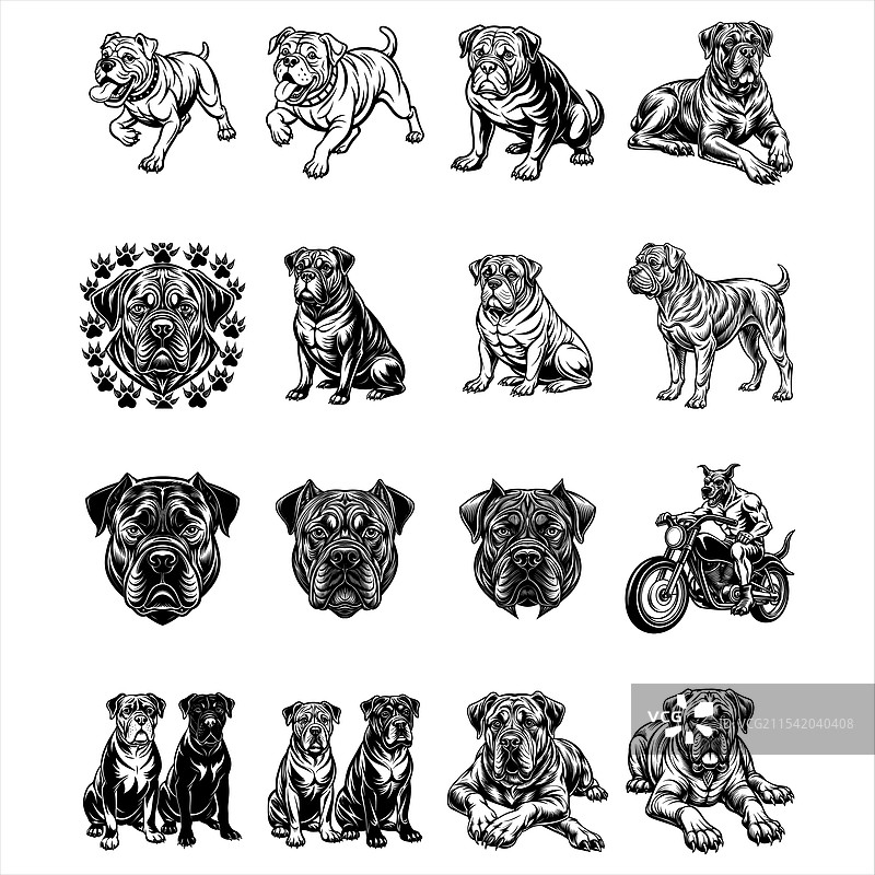 斗牛獒犬图片素材