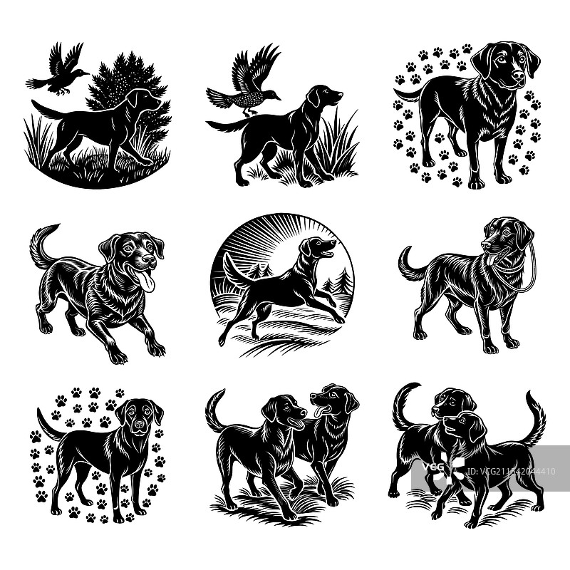 拉布拉多寻回犬图片素材