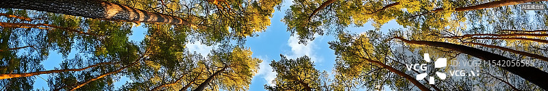 【AI数字艺术】仰望树顶，蓝天的美丽景色，完美的设计背景素材，令人惊叹的细节，高画质，展现自然美景的精湛摄影技巧。图片素材