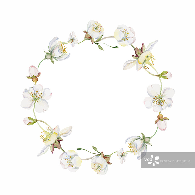 樱花白色花朵和花蕾在手上的枝条上图片素材