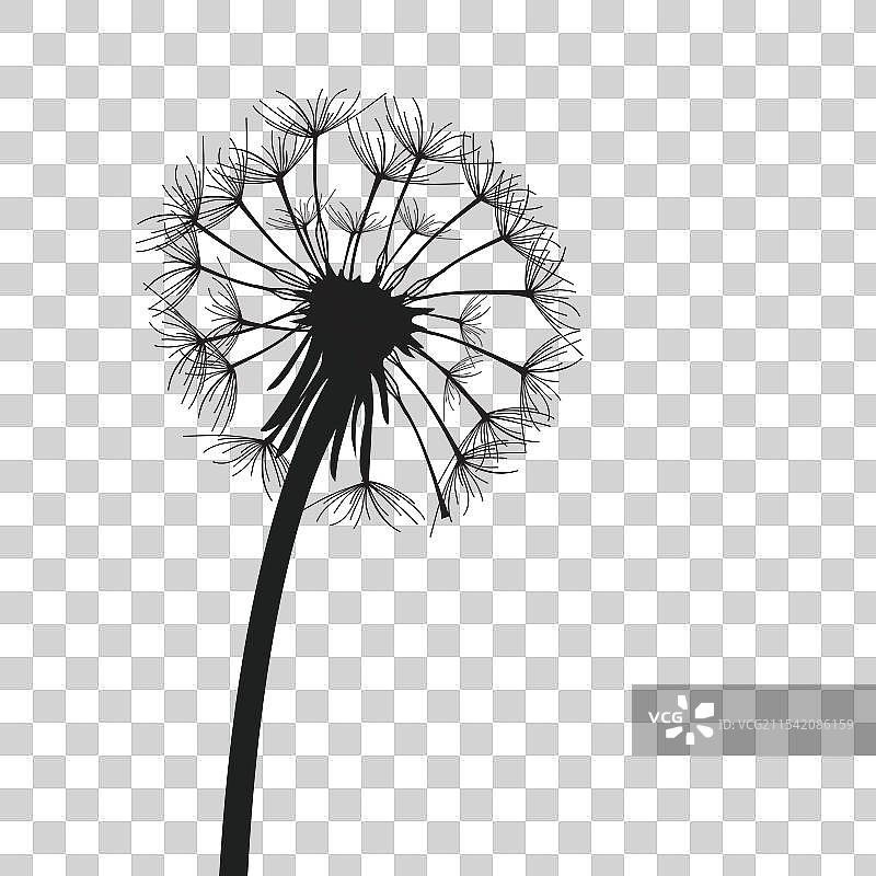 蒲公英花图片素材