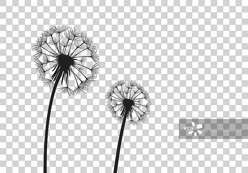 两朵蒲公英在风中飘荡图片素材