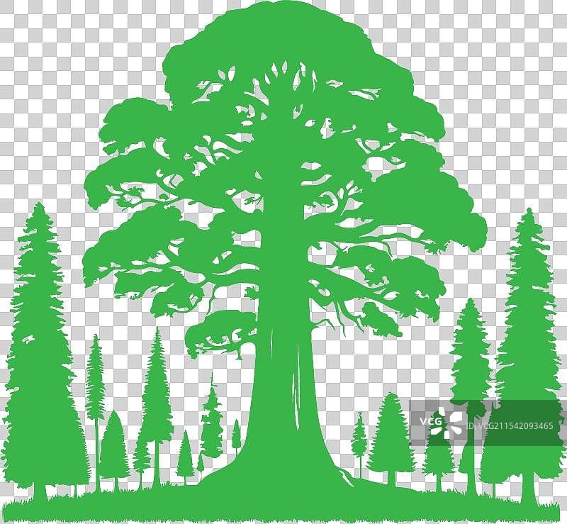 红杉树艺术图片素材