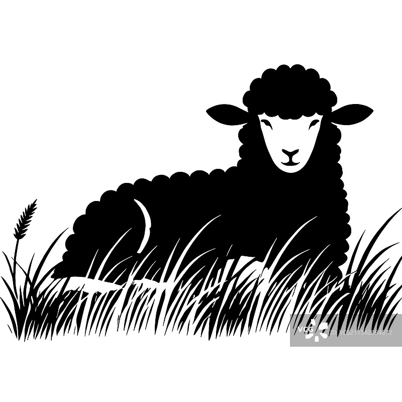 在草地上休息的黑羊图片素材