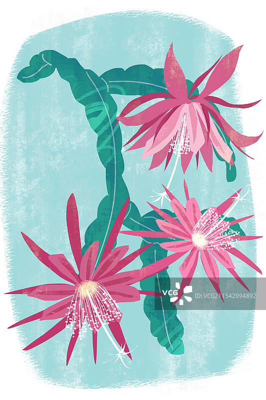 夏季花卉令箭荷花插画图片素材