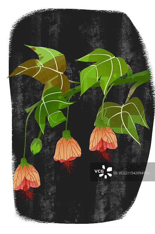 花卉纹瓣悬铃花插画图片素材