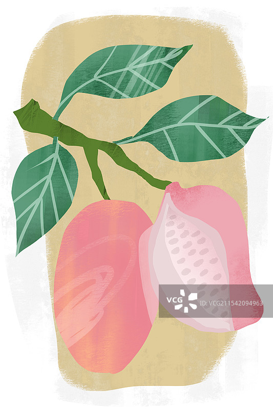 水果八月瓜插画图片素材