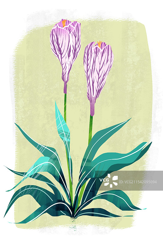 秋季花卉番红花插画图片素材