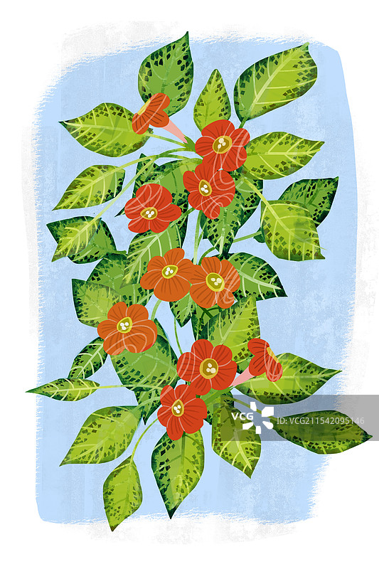 花卉喜荫花插画图片素材