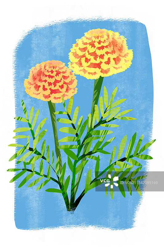 夏季花卉万寿菊插画图片素材