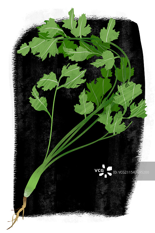 蔬菜香菜插画图片素材