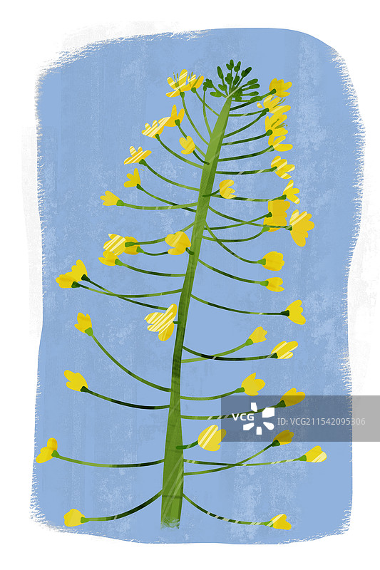 蔬菜油菜花插画图片素材
