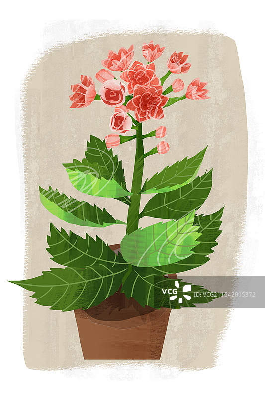 花卉长寿花插画图片素材