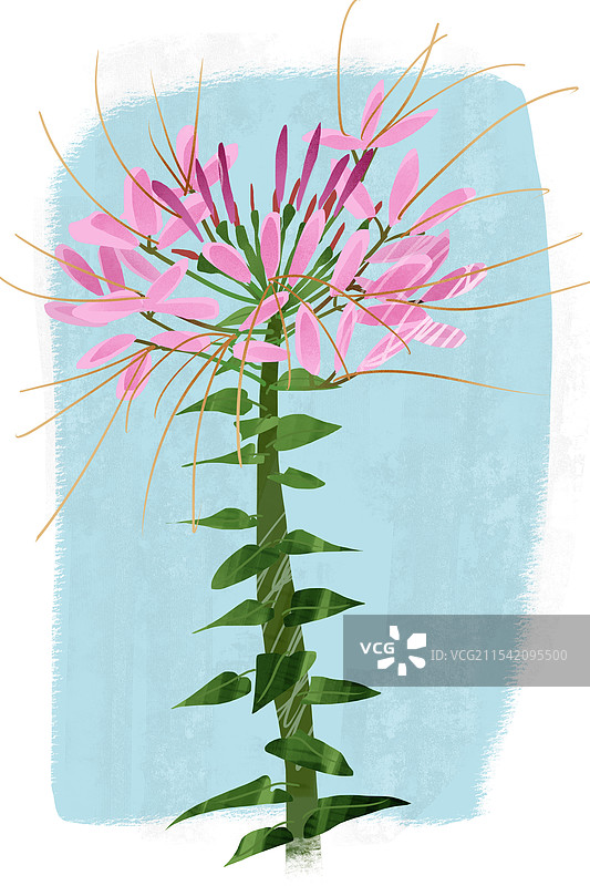 夏季花卉醉蝶花插画图片素材