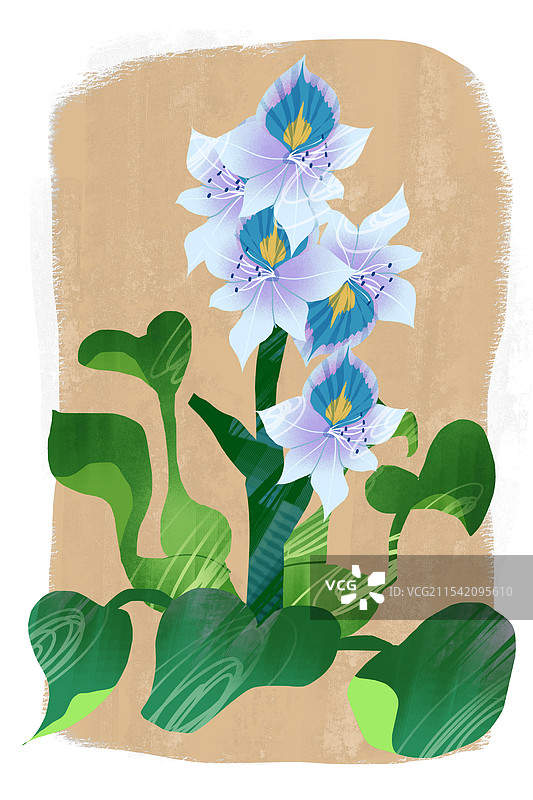 夏秋季花卉凤眼莲插画图片素材