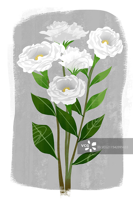 花卉洋桔梗插画图片素材