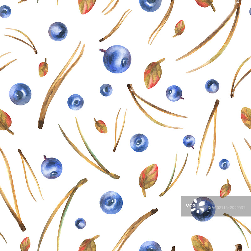 蓝莓与叶子和松针图片素材