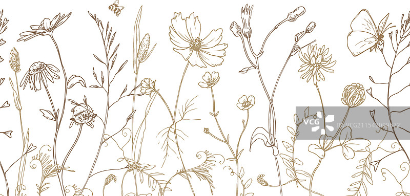 田野草地上的野花和草药，宇宙花图片素材