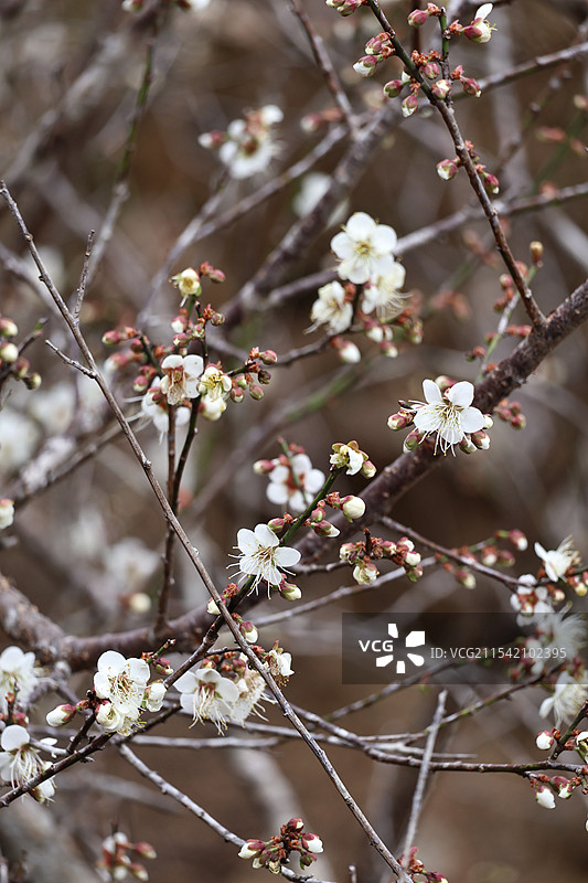 梅花盛开时图片素材