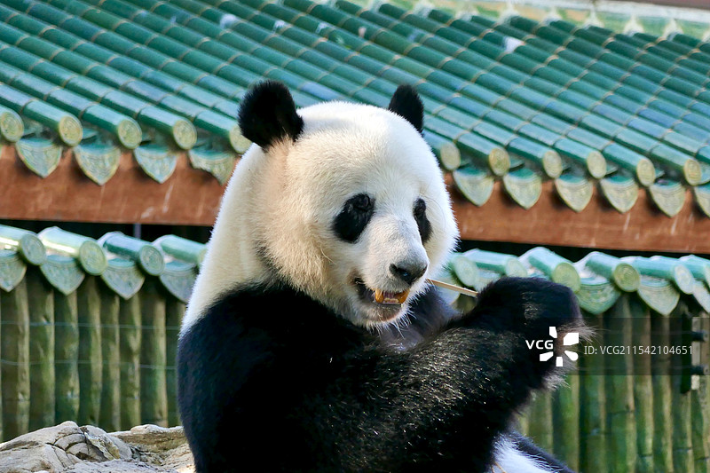 广州动物园熊猫图片素材