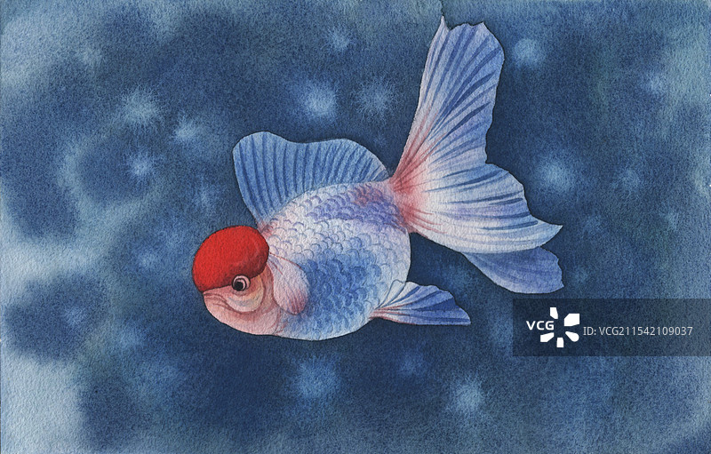 金鱼水彩插画图片素材