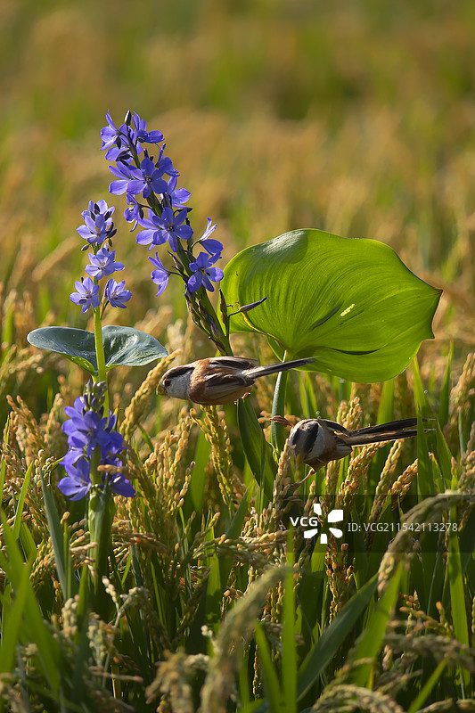 稻田里的雨久花与震旦鸦雀图片素材