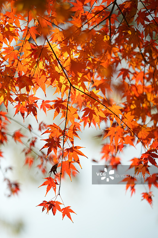 杭州 阳光下的鸡爪枫图片素材