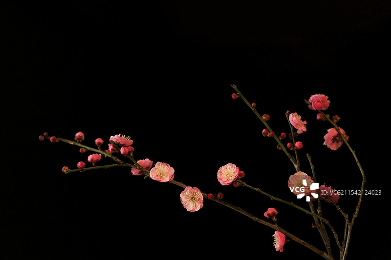 寒梅绽放暗香浮动图片素材