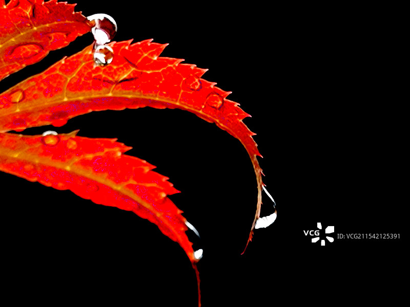 生态摄影：《雨中枫》——合肥包河区滨湖小区风来听风,雨来听雨……图片素材